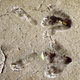 Illustration for article titled Recently Discovered 13,000-Year-Old Footprints Reveal Humans Danced The Charleston Earlier Than First Thought